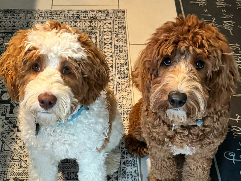 Dakota's Bo & Luke_edited_edited.jpg