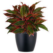 Aglaonema-Firecracker_Low_Light.png