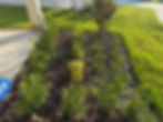 lawn and flower bed maintenance service Lakeland FL by Zuniga's Lawn Maintenance