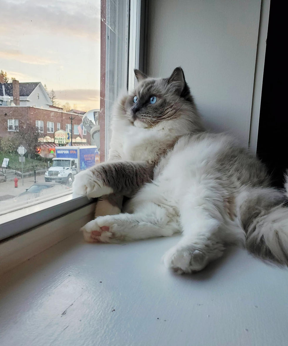A cat sitting on a windowsill overlooking Main Street in Littleton New Hampshire