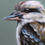 Thumbnail: MOSS KOOKABURRA