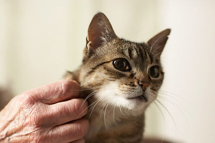 Kitty Scratch