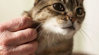 Kitty Scratch