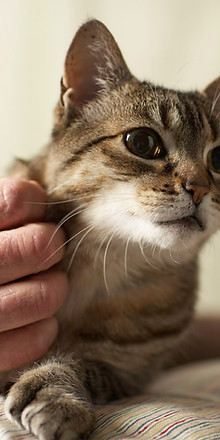 Kitty Scratch