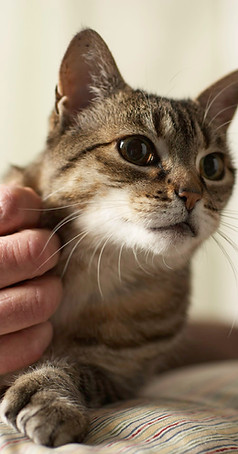 Kitty Scratch