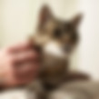 Hand patting a tabby cat
