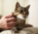 Cat Being Petted