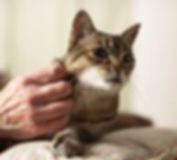 Diatomaceous Earth for cat flea and tick