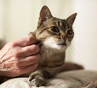 Kitty Scratch