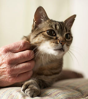 Cat Being Petted