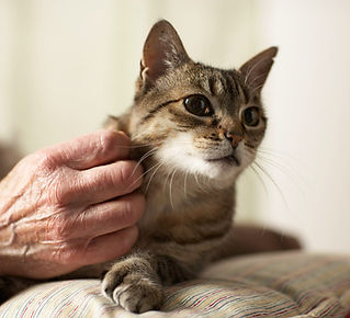 Kitty Scratch