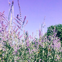 20181103_034947_618.JPG