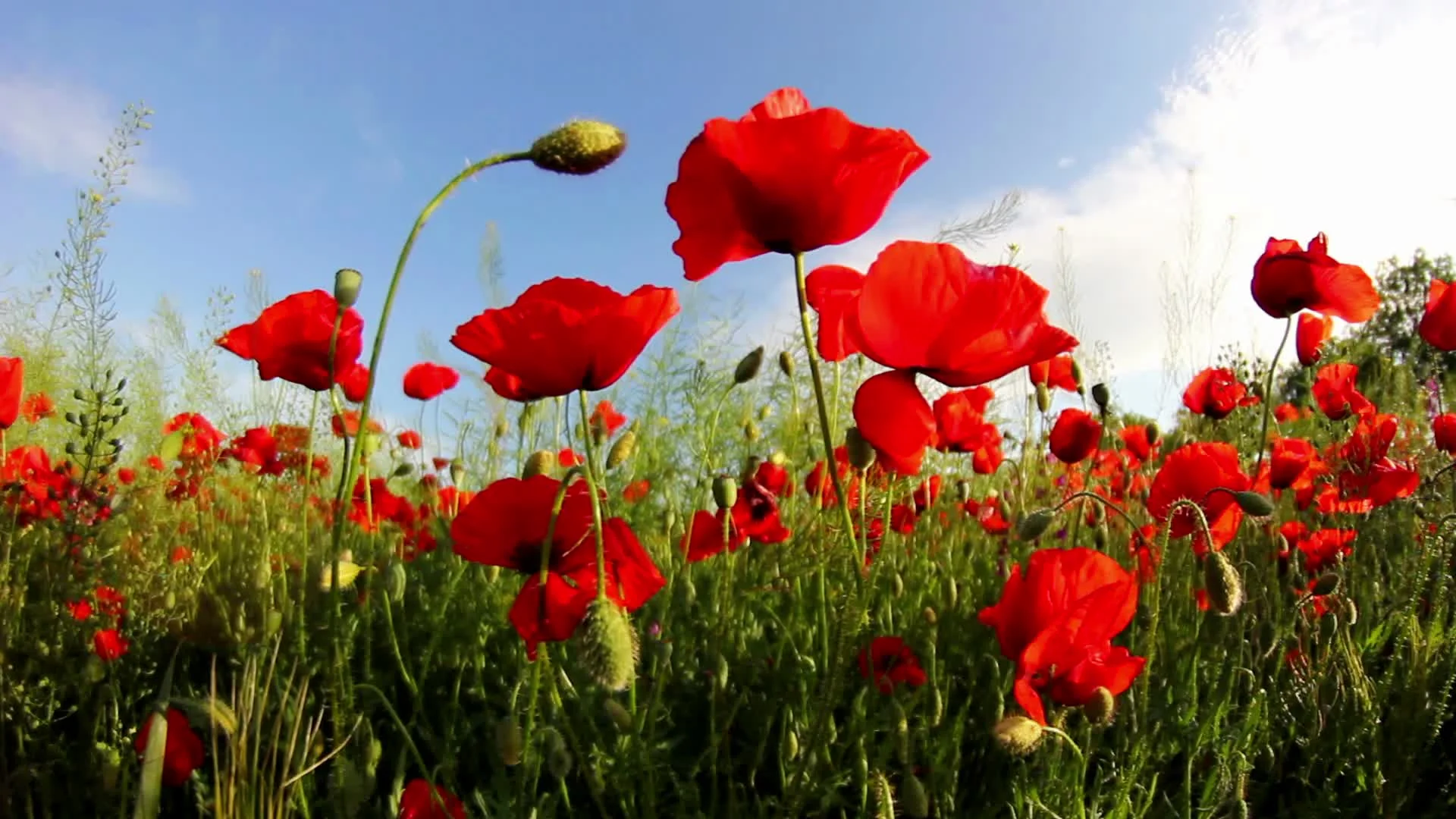 red-poppy-flower-field-footage-023842052_prevstill.webp