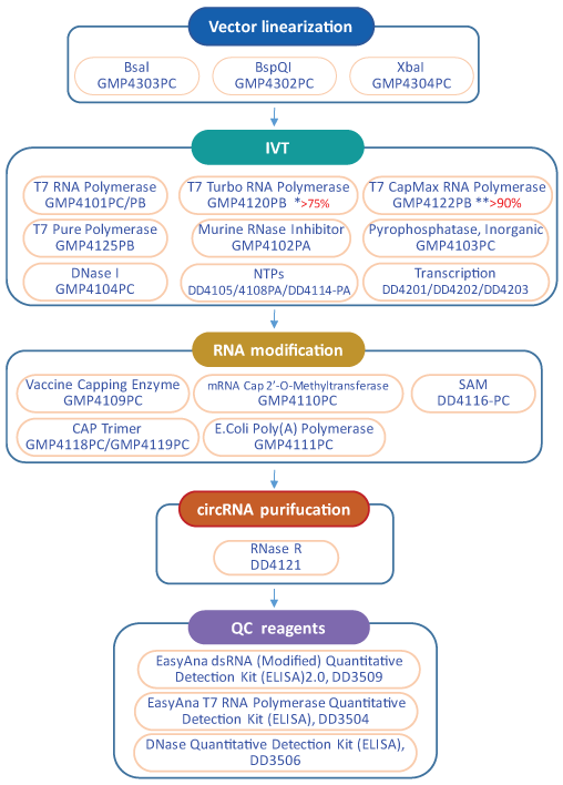 mRNA-cirRNA-drug-design-v1.gif