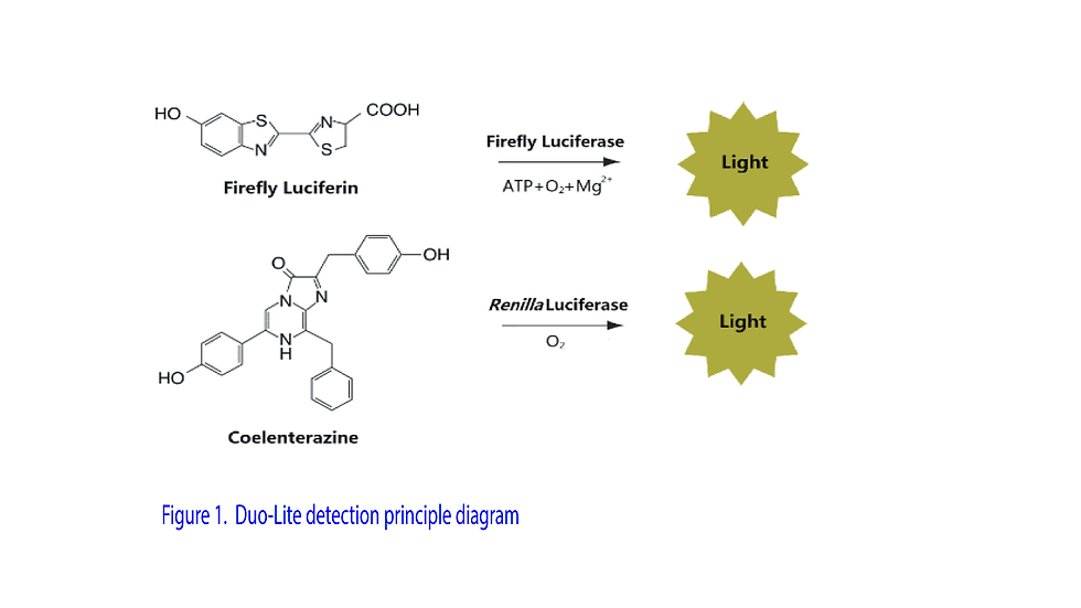 Thumbnail: Duo Luciferase Assay System, SKU: DD1205