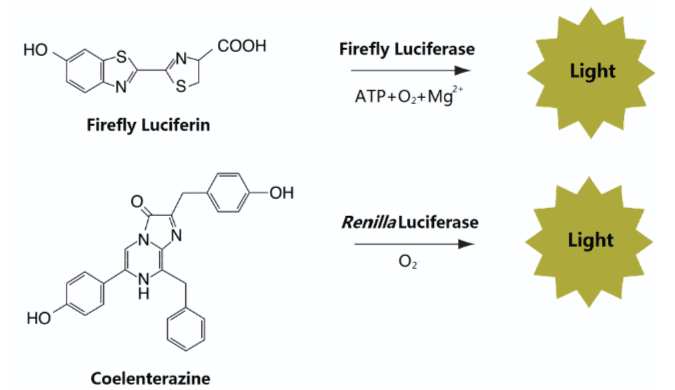DD1205-Bioluminescent-reactions-catalyzed-by-firefly-and-Renilla-luciferases.gif