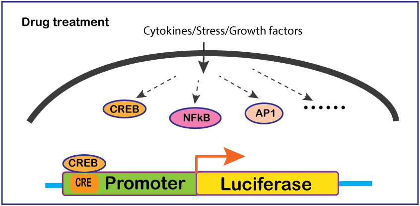 DD1205-Transcriptional-activity-measurement.gif