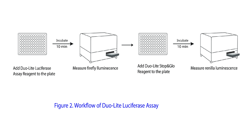 Thumbnail: Duo Luciferase Assay System, SKU: DD1205