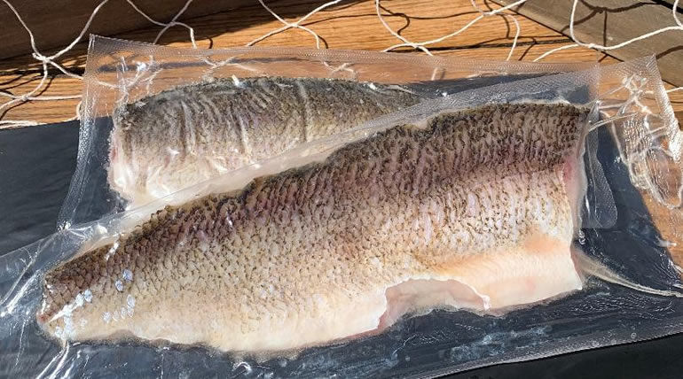 Whitefish