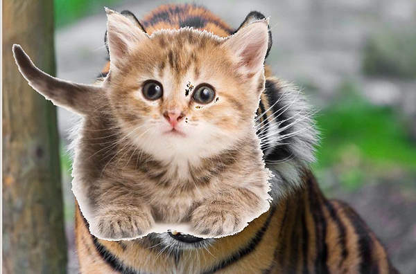 un chaton dans la gueule d'un tigre