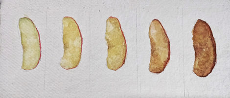 Apple decay study | 9.75" x 4" | Watercolour