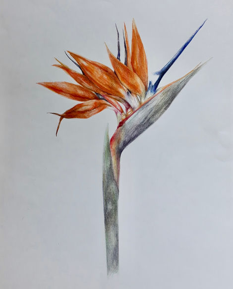 Bird of Paradise | 11.75" x 16.5" | Watercolour pencils on white paper