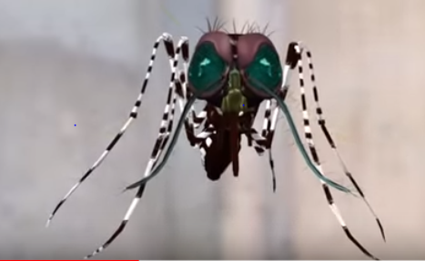 ARTICULO DE OPINIÓN: "MOSQUITOS".