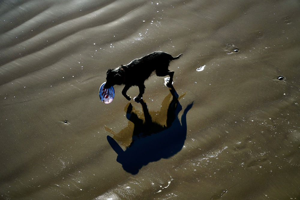 Dog with a frisbee in it’s mouth walking on the shore of Ventura beach in California