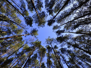 Yes - Trees Do Communicate - Here's How