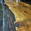 Thumbnail: Light Industrial Live Edge Bunya Pine Table