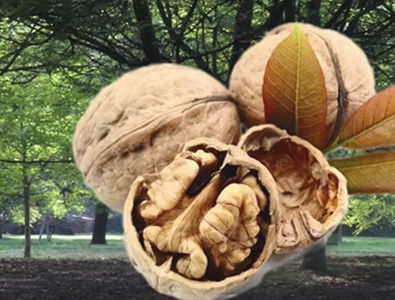 Noix et noyer sur la propriété, à l’origine du nom La Noyeraie du Gît à Saint-Quentin-sur-Isère