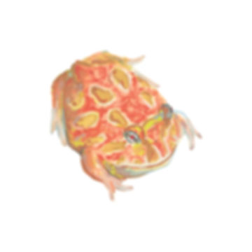 Strawberry Pac-Man Frog