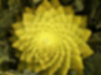 Romanescu