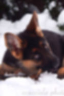 15875557_173631219781067_1204723229046617421_o_edited.jpg