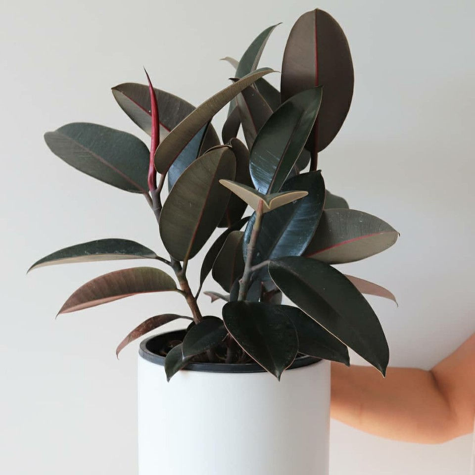 Rubber Plant Care and How to care for Burgundy Rubber