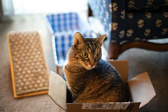 Cost Of Cat Ownership Tassiecat