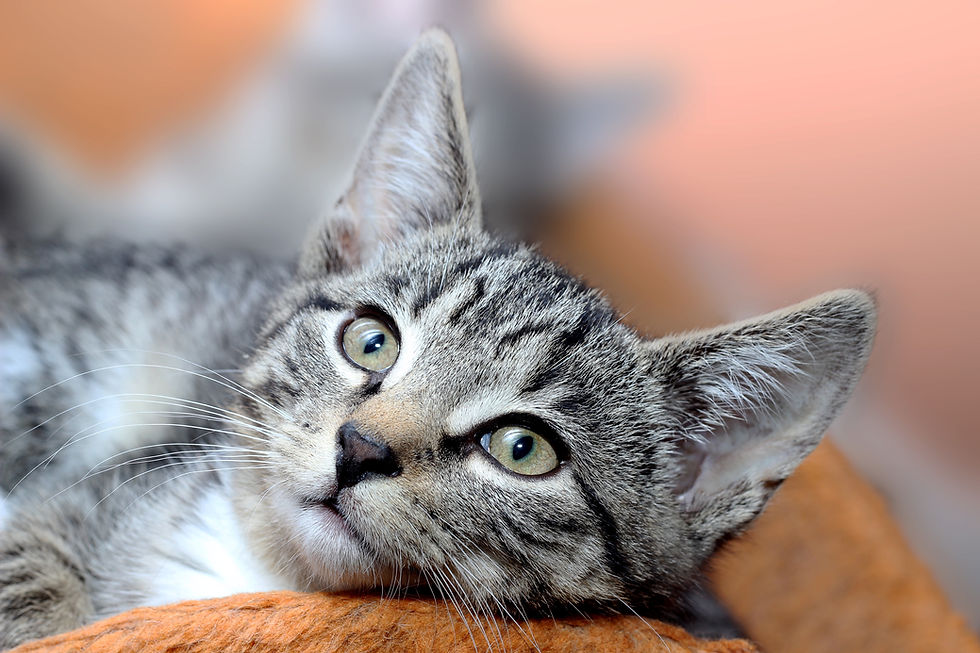 Cat - TassieCat