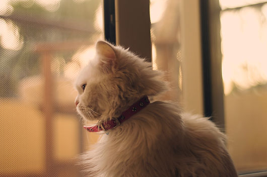 Cat with identification collar - TassieCat