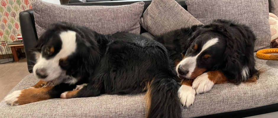 レスキューレポート！！【BMDCY】