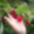 Hand and fruit.jpg