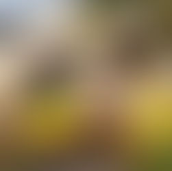 Fómeque y Gutiérrez hacen parte de la repoblación de más de 10 millones de abejas en Cundinamarca