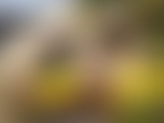 Fómeque y Gutiérrez hacen parte de la repoblación de más de 10 millones de abejas en Cundinamarca
