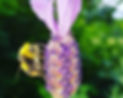 73145415_2516308361786168_4146543375257960448_n_edited.jpg