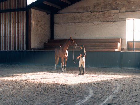 How New U.S. Tariffs Are Affecting Horse Sales: What Equestrians Need to Know