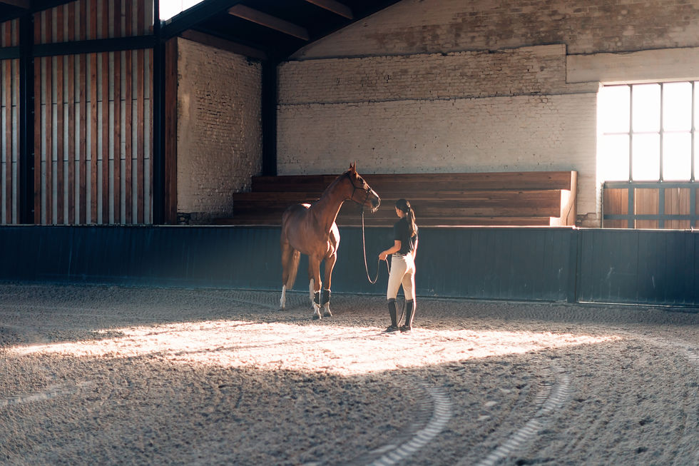 How New U.S. Tariffs Are Affecting Horse Sales: What Equestrians Need to Know