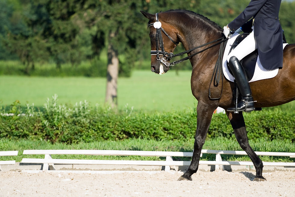 Dressage rider on a brown horse 