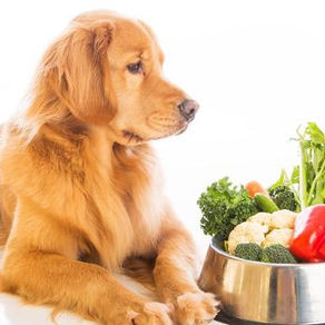 Dietas veganas e vegetarianas para pets