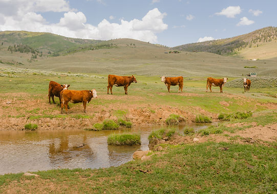 COWS.jpg