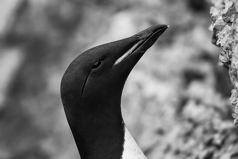 Brünnich’s Guillemot