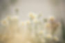 Daisy field.jpg